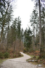 Wald-Berchtesgaden-Alpen-Deutschland-Bäume