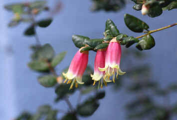 Fototapeta na wymiar Bell shaped pink and cream flowers of the Australian Correa variety Federation Belle, family Rutaceae. Common name is Native Fuchsia. Summer to Winter flowering. Hardy frost and drought tolerant shrub
