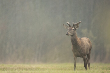 Red deer stags, Cervus elaphus, nature looking aside with copy space. wild animals in wilderness Poland, spring time, stags with dropped antlers