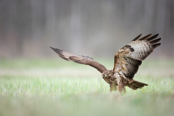 Common buzzard Buteo buteo in the fields in spring time, buzzard in natural habitat, hawk bird on the ground, predatory bird close up