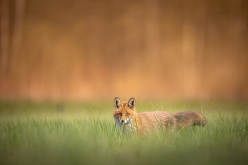 Fox Vulpes vulpes in spring scenery, Poland Europe, animal walking among spring meadow