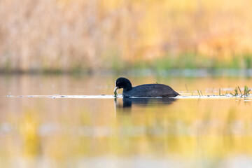 eurasian coot (Fulica atra) in the water 