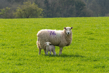 ewe sheep and single lamb looking on spring grass