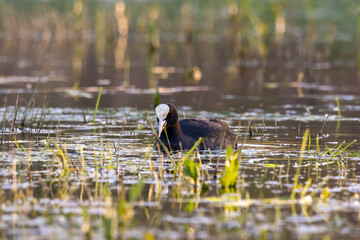 eurasian coot (Fulica atra) in the water