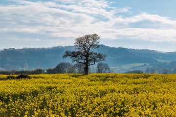 Oilseed rape crops growing in the Sussex countryside, on a sunny spring day