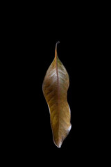 Dry Magnolia Leaf, Autumn