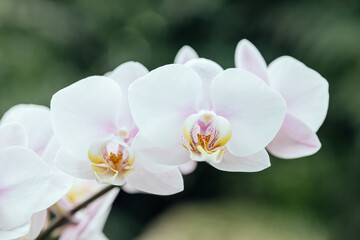 White Phalaenopsis orchid flowers close up on botany garden