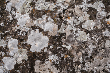 Scale and scaly lichen growing on rocks as a natural background. Pattern and texture.