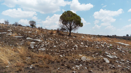 A lone tree in the middle of a forest damaged by a forest fire