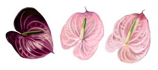 Realistic set of anthuriums. Watercolor illustration of wedding flowers