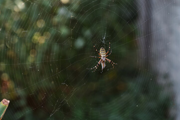 A spider in a web after a rain in the cool air. Close-up.