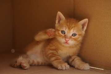 Funny ginger kitten enjoys lying in a cardboard box.