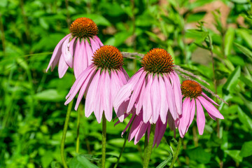 Pink Coneflowers Growing In The Garden In July