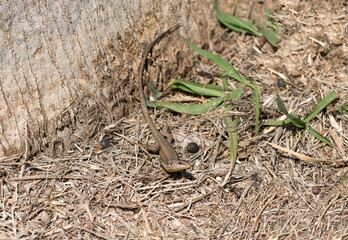 Hatay lizard (Phoenicolacerta laevis) waming on sidewalk