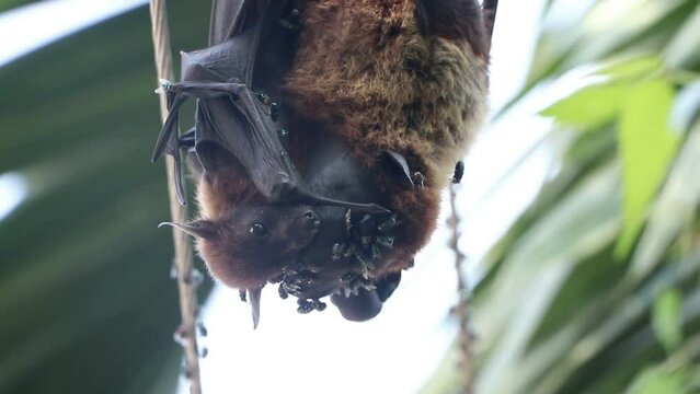 a great flying fox bat baby hugging its dead mother covered by flies and insects, which was electrocuted and killed by hanging on an electric power line