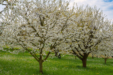 Cherry trees in full bloom near Pretzfeld - Germany in Franconian Switzerland