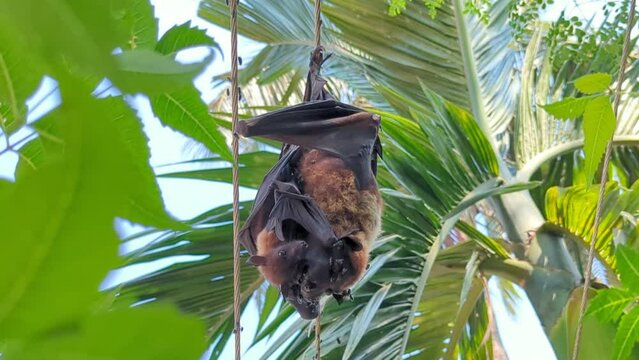 a great flying fox bat baby hugging its dead mother covered by flies and insects, which was electrocuted and killed by hanging on an electric power line