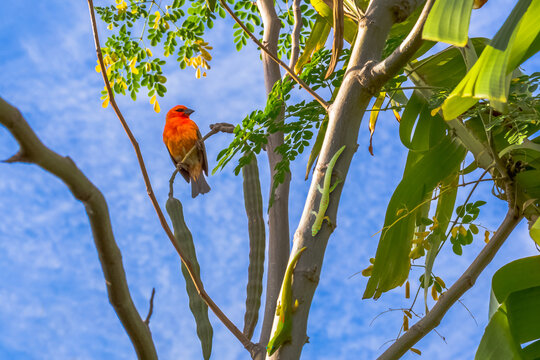 Oiseau cardinal sur une branche de moringa