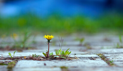 small yellow dandelion grows and blossoms on the gray pavement sidewalk