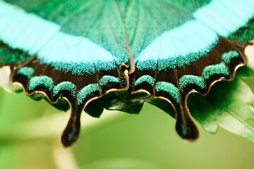 Tropical batterfly Emerald green Swallow tail butterfly