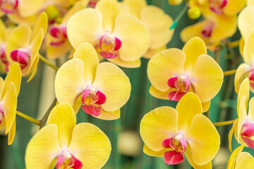 Fototapeta na wymiar The Beautiful yellow Phalaenopsis Orchid flower blooming in garden floral background
