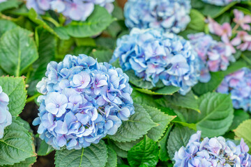 Close-up of the blue and purple Hydrangea flowers in Denmark. Selective focus