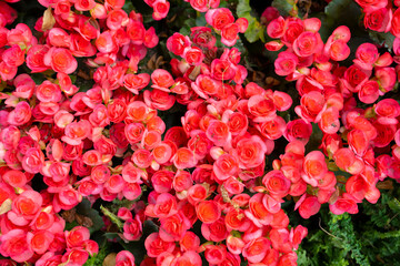 The Red colored begonias (Begonia tuberhybrida) in garden