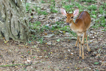 The female deer in garden at thailand