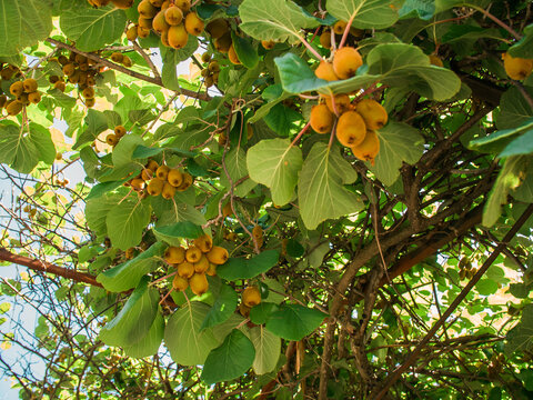 Kiwi picking season. Kiwi on a kiwi tree plantation with with huge clusters of fruits. Garden with trees and organic fruits. Vegan and gardening concept