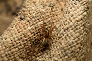 The spider crawls on the burlap.