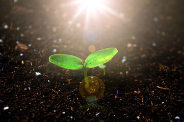 Young plant and bright sunlight and sunbeams