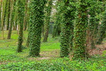 Trees entwined with common ivy (Hedera helix). Evergreen forest