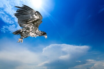 Adult wild Falcon in blue sky