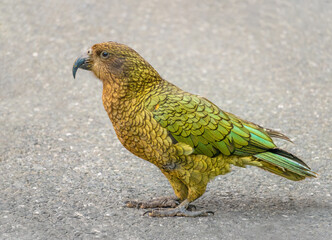 Kea (Nestor notabilis) a unique endemic species of large parrot found only in the forested and alpine regions of the South Island of New Zealand.