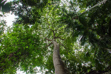 Fototapeta premium Arvores na floresta amazônica