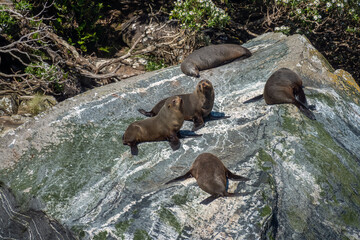 Seal colonies resting on rocks along Milford Sound (Piopiotahi) fjord, Fiordland National Park in the south west of New Zealand's South Island.