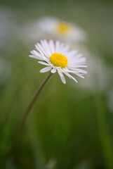 Obraz premium Gänseblümchen