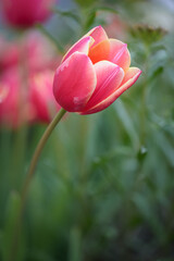 Rote Tulpe