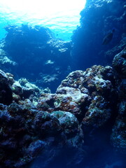 Fototapeta na wymiar 沖縄の海の中の様子