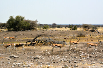 Several springbok antelopes on the rocky savanna of Etosha National Park, Africa. Arid climate and...