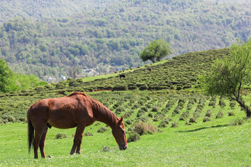 A lonely horse and a beautiful panorama of tea plantations. Russia, Sochi.