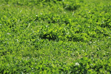 生きよく生える緑色の芝生の地面