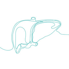 Continuous line drawing of a healthy human liver. Vector illustration isolated on white background.