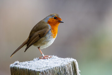 Robin in the frost