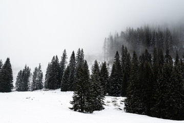 winter forest in the fog