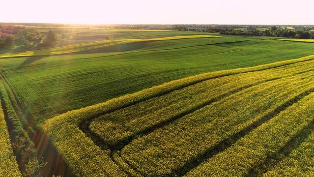 Zachwycające ujęcia dronem polskiej wsi o zachodzie słońca: żółty rzepak, zielone zboża i malowniczy krajobraz rolniczy pełen harmonii i spokoju