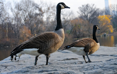 The Canada goose (Branta canadensis), birds rest in the lake in Manhattan Park, New York