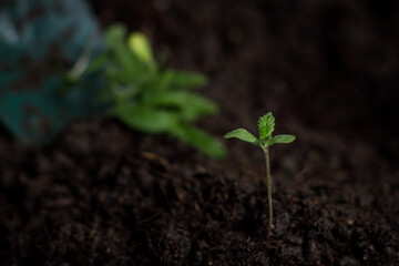 Marijuana, Marijuana cultivation, soil cultivation, seedling process medical marijuana agricultural technology