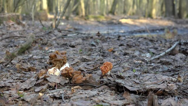 False Morel mushroom (Gyromitra gigas) in aspring forest. Dolly shot.