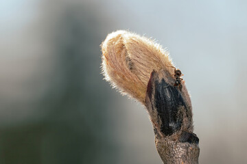 Ant walking on the bud of a plant
